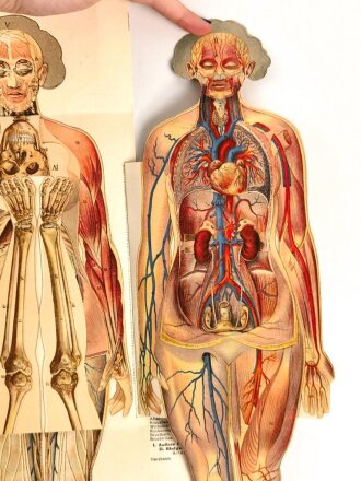 Falttafel " Der Bau des menschlichen Körpers" Anatomisch zerlegbares Modell des weiblichen Körpers. Maße des Umschlag 17 x 25cm