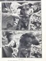 Münchner Illustrierte Presse, Nr.47 vom 23. November 1939 "Meldehund im Dienst"