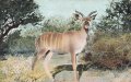 Postkarte, Deutsch Südwestafrika "Junge Kudu-Antilope", in den Ecken Abdrücke aus Album