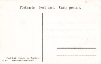 Postkarte, Deutsch Südwestafrika "Gedrückte Kamele als Zugtiere", in den Ecken Abdrücke aus Album