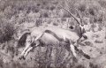 Postkarte, Deutsch Südwestafrika "Erlegte Spiessbock-Antilope", in den Ecken Abdrücke aus Album